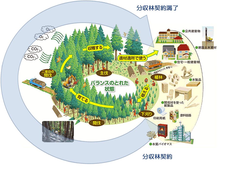 分収林の仕組み