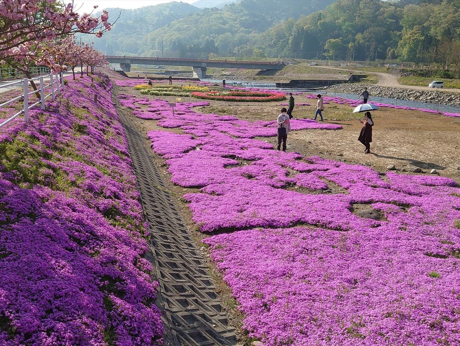 立谷川河川敷きの花の桃源郷づくり事業
                            （立谷川の花さかじいさん）