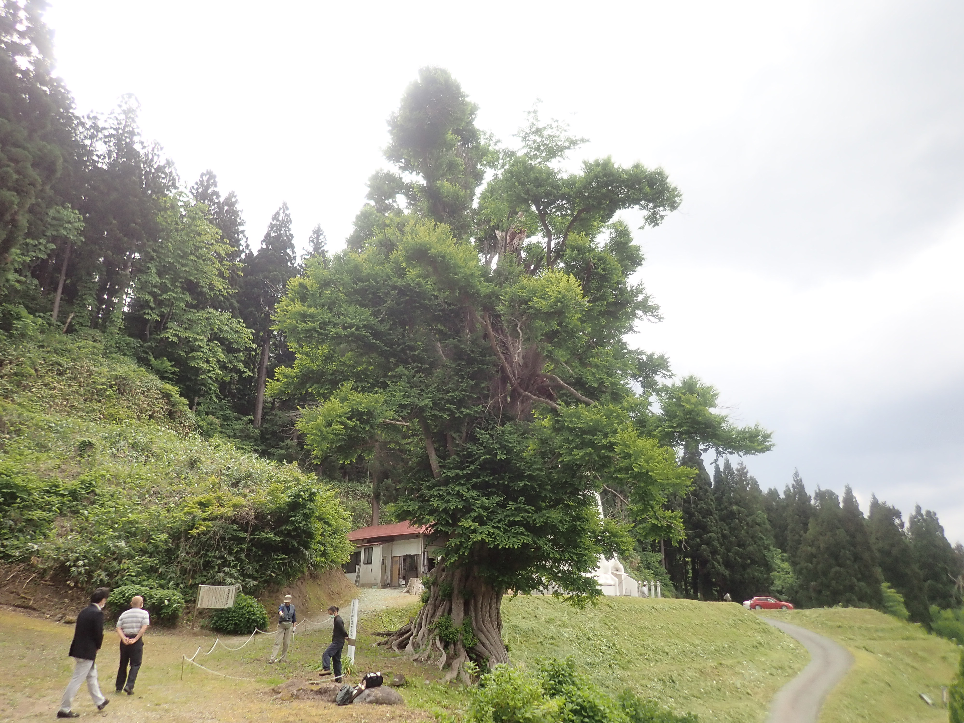 向川寺の大カツラ（大石田町）